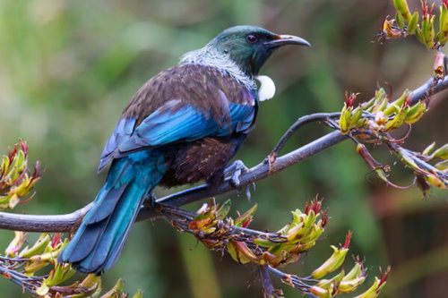 Wildlife at Tonga Island